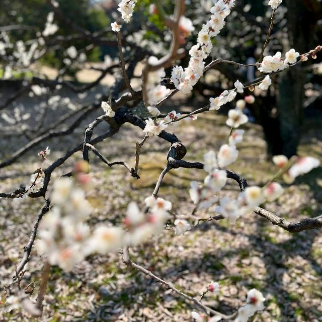 Hamarikyu Gardens (浜離宮恩賜庭園)