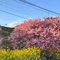 ～荒子川水邊綠地~櫻花下的悠然時光～