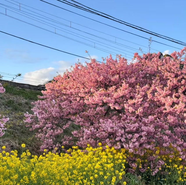 ～荒子川水邊綠地~櫻花下的悠然時光～