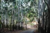 From Sheung Shui to Fanling — Wah Shan Military Path Hike