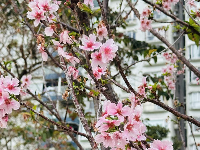 沙田石門看櫻花