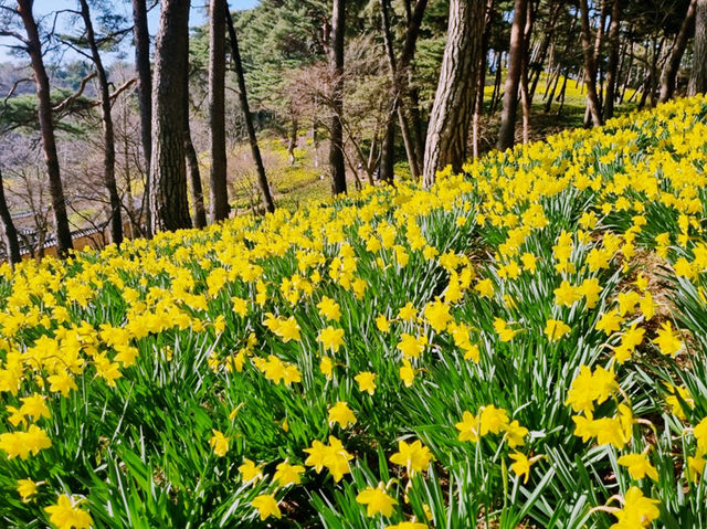 Yugibang Gaok Flower Festival in Seosan