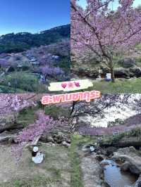 🌸🌸ซากุระเมืองไทย ขุนวาง-เชียงใหม่ 🌸🌸