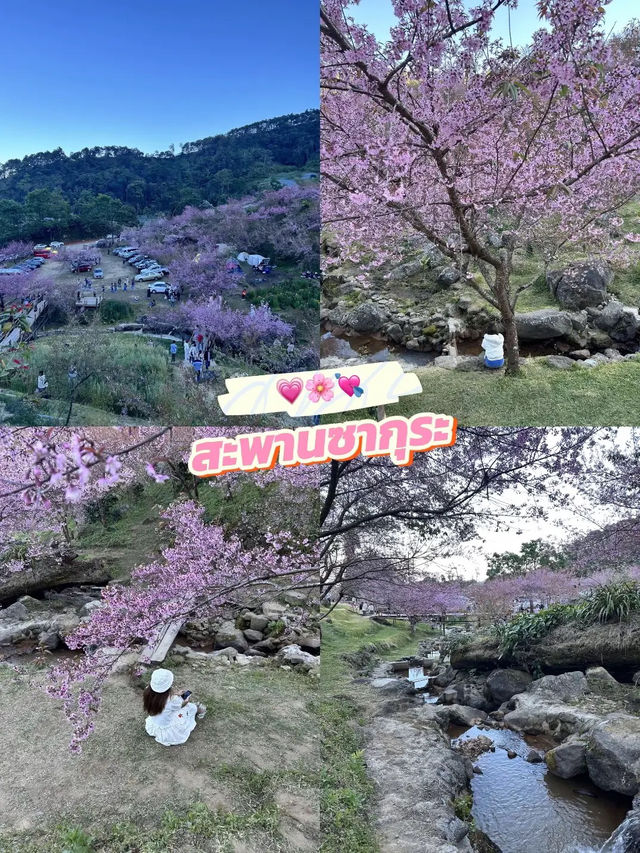 🌸🌸ซากุระเมืองไทย ขุนวาง-เชียงใหม่ 🌸🌸