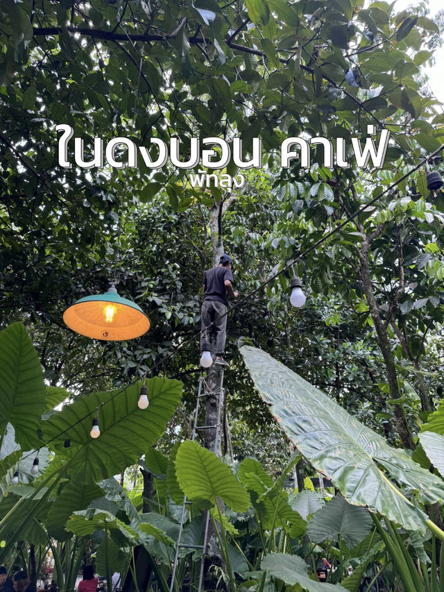 คาเฟ่กลางสวน บรรยากาศร่มรื่นที่ ในดงบอน คาเฟ่