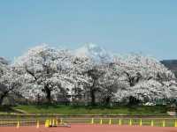 ชมซากุระที่ปราสาทสึรุงะ: สวรรค์แห่งฤดูใบไม้ผลิ