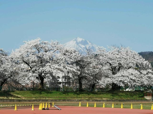 ชมซากุระที่ปราสาทสึรุงะ: สวรรค์แห่งฤดูใบไม้ผลิ