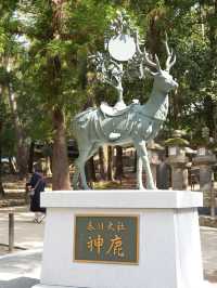【奈良×春旅】奈良に来たら・・天然記念物の鹿に癒されます。