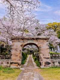 Chasing Sakura at Kyushu