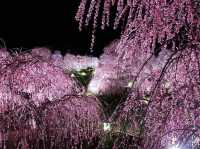 Chasing Sakura at Suzuka No Mori Teien Mie Prefecture 