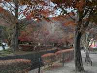 期間限定v富士山*紅葉迴廊賞楓景點