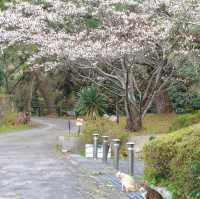 天城展望台•櫻花與海港美景