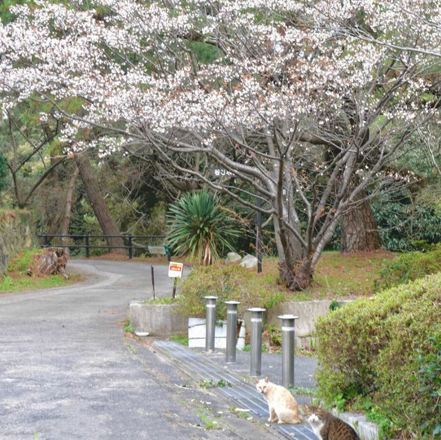 天城展望台•櫻花與海港美景
