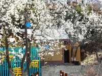Chasing Sakura at Jinchaun Country in Sichuan Province