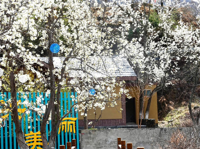 Chasing Sakura at Jinchaun Country in Sichuan Province