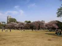 新宿御苑賞櫻去，東京最熱門的賞櫻景點