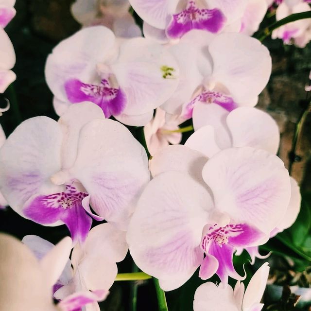 A Stroll Through Yalong Bay’s Flower & Butterfly Garden