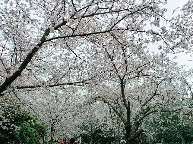 武漢賞櫻之旅：武漢大學櫻花大道
