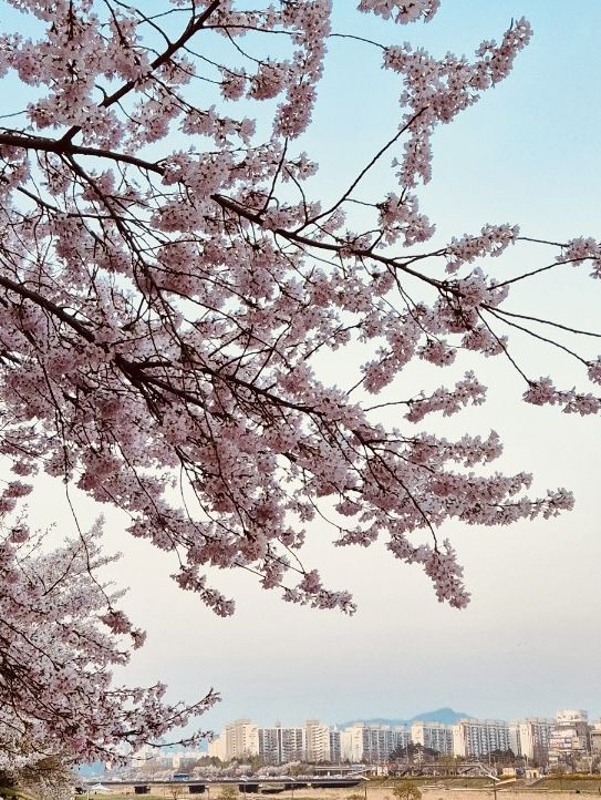 Gapcheon's Floral Stroll: Spring's Peaceful Path