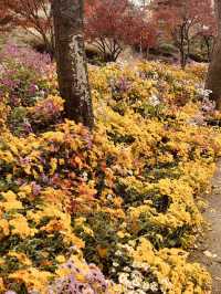 A Spring Paradise in Geoje, Gyeongnam