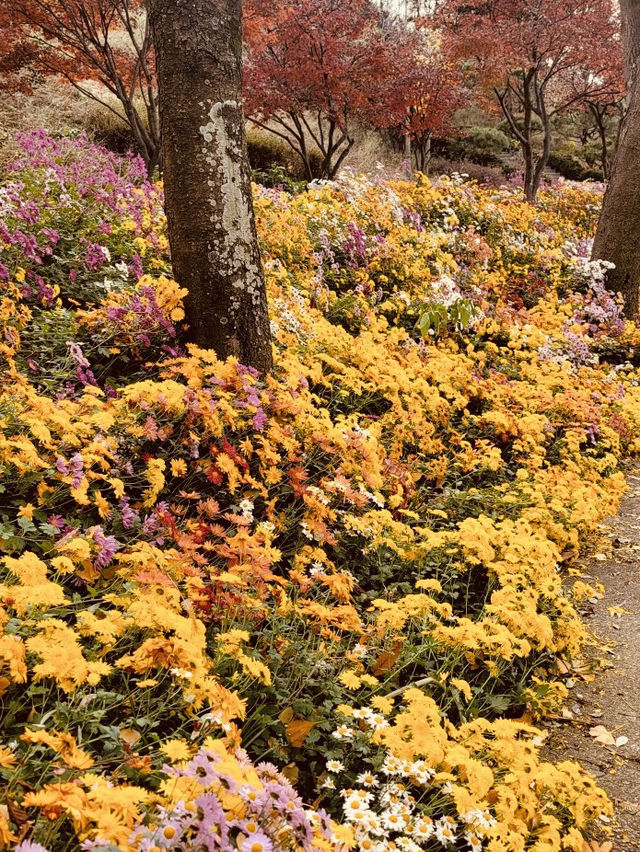A Spring Paradise in Geoje, Gyeongnam