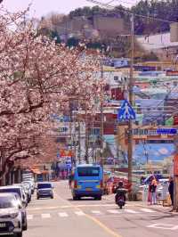 Cherry Blossoms and Cityscapes in Busan