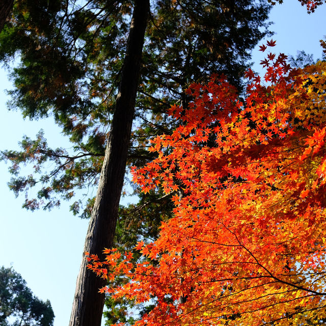 Kyoto không đông đúc - Enkouji Temple