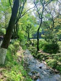 Hangzhou’s Hidden Gem-Nine Creeks and Misty Trees