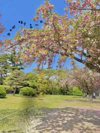🌸 부산 유엔공원, 핑크 겹벚꽃과 함께한 봄날