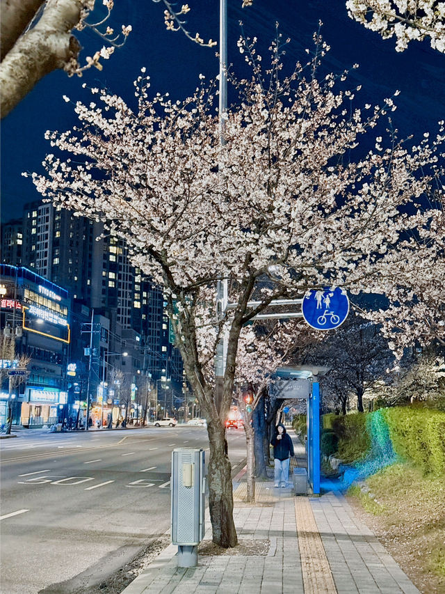 밤에 피는 팝콘을 볼 수 있는 곳🌸🌸벚꽃놀이