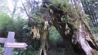 Peaceful Escapes in the Mountains of Alishan, Taiwan