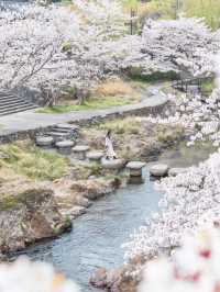 【山口】絶景の桜と温泉を楽しむ♨️長門湯本温泉