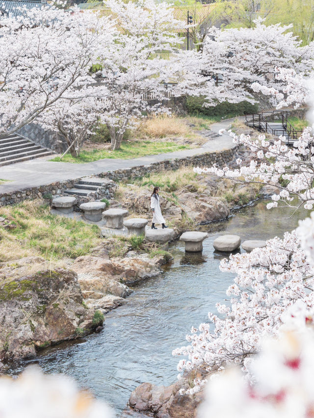 【山口】絶景の桜と温泉を楽しむ♨️長門湯本温泉