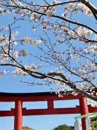 Cherry Blossoms in Full Bloom! Wakamiya Ōji, Kamakura