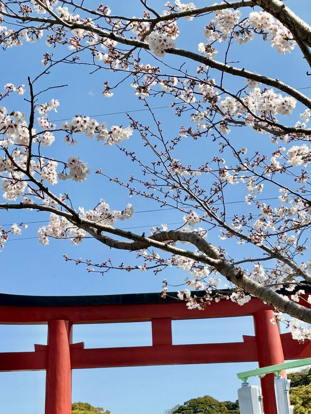 Cherry Blossoms in Full Bloom! Wakamiya Ōji, Kamakura