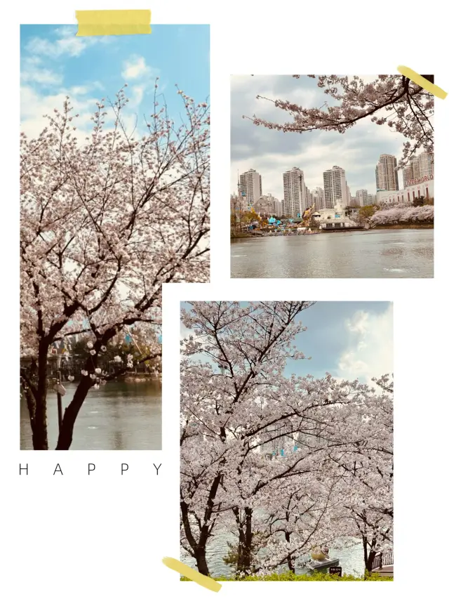 Bursting with Blossoms: Seokchon's Spring Delight Promises Joyful Memories