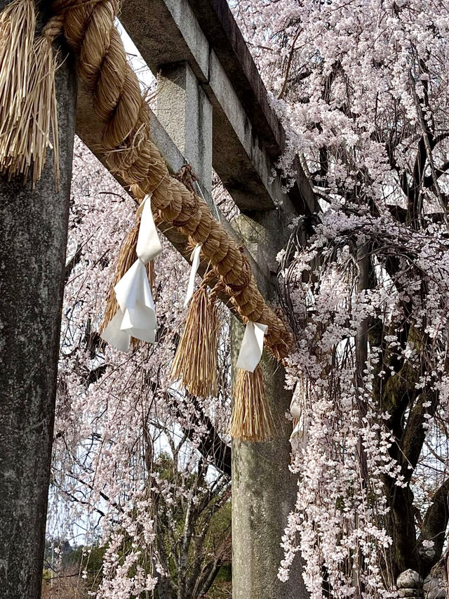 The Stunning Weeping Cherry Blossoms of Oishi Shrine