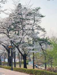 벚꽃이 아름다운 서울 공원🌸