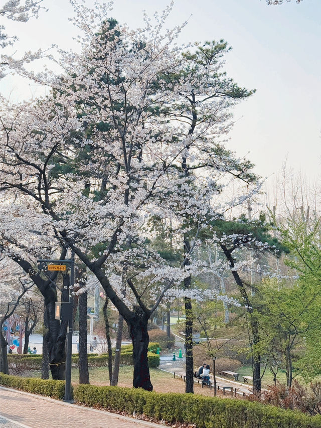 벚꽃이 아름다운 서울 공원🌸