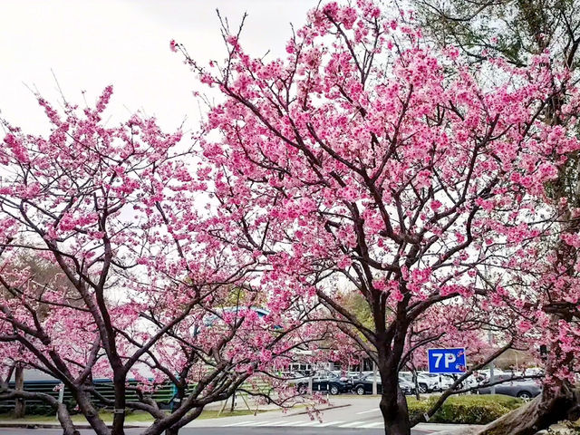 🌸** 賞櫻的迷人櫻花樹**🌸