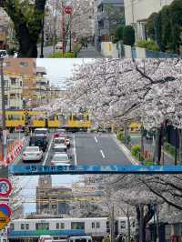 東京小眾賞櫻攻略🌸中野北口-新井藥師前