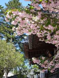 【金沢×尾山神社】 ステンドグラスの個性的な神門 八重桜が素晴らしい