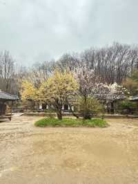 Immerse yourself to a Traditional Korean Culture of Late Joseon Era