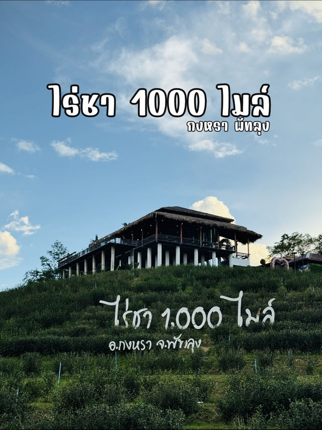 ไร่ชา 1000 ไมล์ – แวะพักชิมชา กาแฟ สไตล์ชิลๆ
