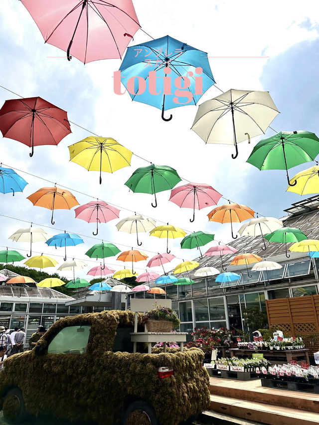 【栃木×鹿沼花木センター】園内にはアンブレラスカイも・・