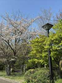 東京景點｜都立木場公園