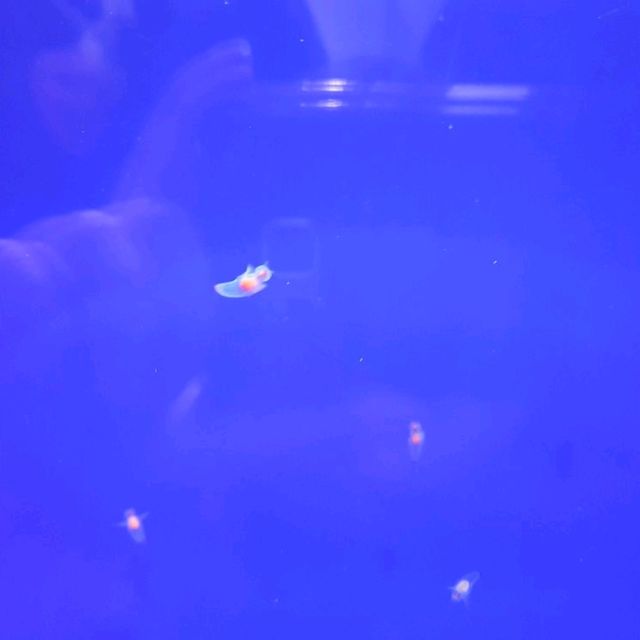 來鄂霍次克流冰館甩毛巾，毛巾真的會硬掉喔