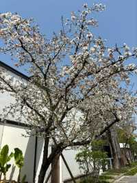 Guangfulin Cherry Blossom Season – A Perfect Blend of History and Spring Beauty