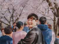 충훈부 벚꽃길, 봄을 가장 예쁘게 걷는 방법🌸 안양 벚꽃 산책