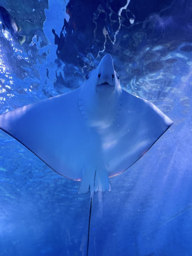 เดินเล่นอะควาเรี่ยมในห้าง ได้เจอวาฬเบลูก้าด้วย 🐳